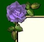 Blue Rose